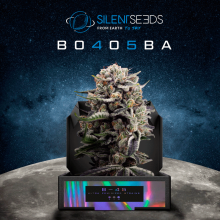B-45 by "BOOBA" - Silent Seeds