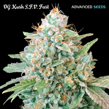 OG Kush SFV Fast - Advanced Seeds