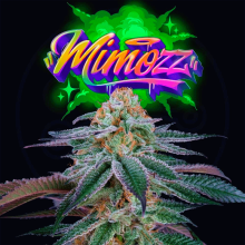 Mimozz - Perfect Tree