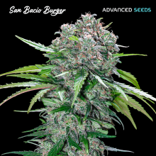 San Bacio Burguer - Advanced Seeds