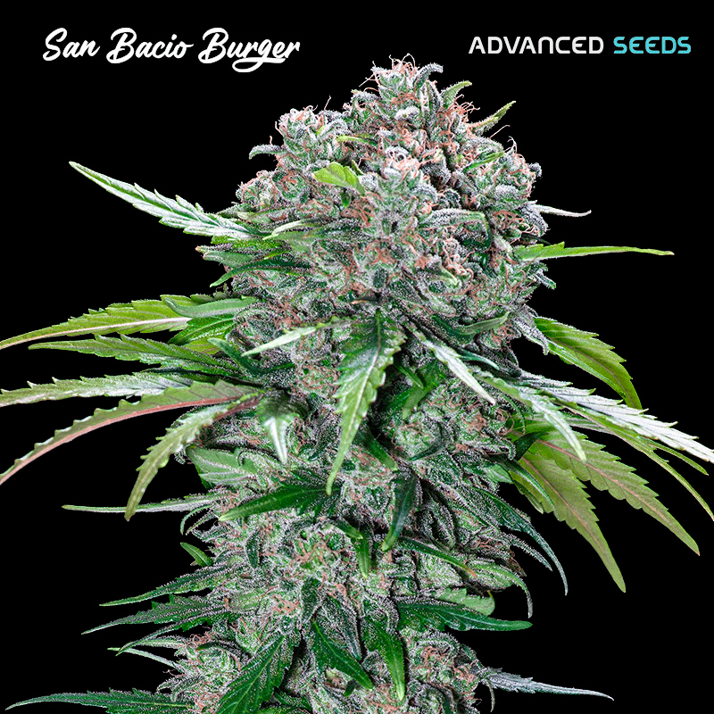 San Bacio Burger - Advanced Seeds