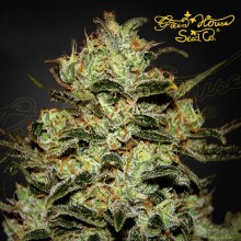 Moby Dick fem - Green House Seeds