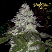 Milky Dreams - Green House Seeds