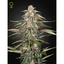 Green-O-Matic auto - Green House Seeds