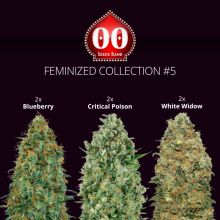 Feminized Collection 5 - 00 Seeds