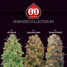 Feminized Collection 4 - 00 Seeds