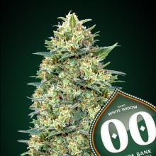 Auto White Widow - 00 Seeds - Renovación de Stock