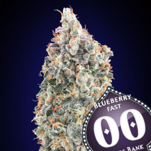 Blueberry Fast - 00 Seeds