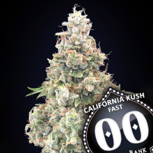 California Kush Fast Version fem - 00 Seeds