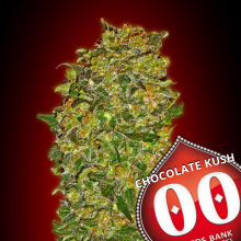 Chocolate Kush - 00 Seeds