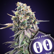Purple Punch - 00 Seeds