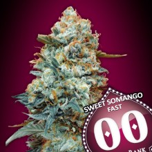 Sweet Somango Fast - 00 Seeds