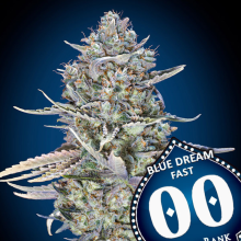Blue Dream Fast - 00 Seeds