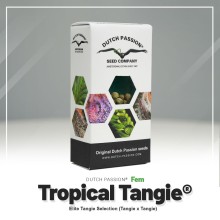 Tropical Tangie - Dutch Passion