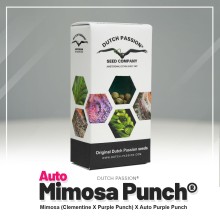 Auto Mimosa Punch - Dutch Passion