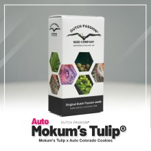 Auto Mokum's Tulip - Dutch Passion