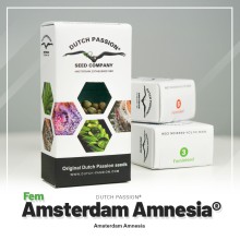 Amsterdam Amnesia - Dutch Passion