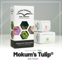 Mokum's Tulip fem - Dutch Passion
