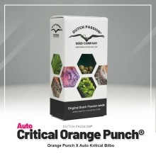 Auto Critical Orange Punch - Dutch Passion