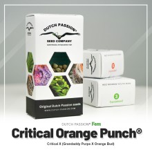 Critical Orange Punch fem - Dutch Passion