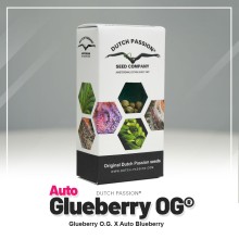 Auto Glueberry O.G. - Dutch Passion