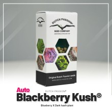 Blackberry Kush auto - Dutch Passion