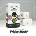 Frisian Duck fem - Dutch Passion