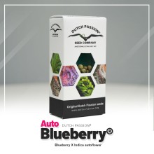 Auto Blueberry - Dutch Passion