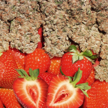 Strawberry Cough fem