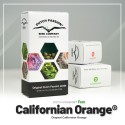 Californian Orange fem