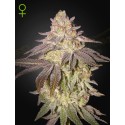 Black Toffee Auto - Green House Seeds