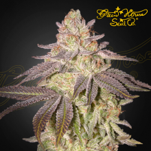 Black Toffee Auto - Green House Seeds