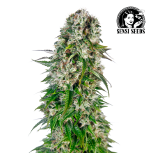 Auto Big Bud - Sensi Seeds