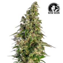 Auto Afghani 1 - Sensi Seeds