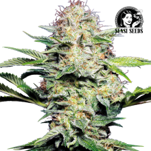 Auto Sensi Skunk - Sensi Seeds