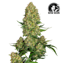 Auto Skunk 1 - Sensi Seeds