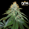 The OG 18 - Reserva Privada (DNA Genetics)