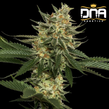 Tangie fem - DNA Genetics