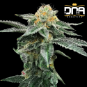 Kosher Cookies fem - DNA Genetics