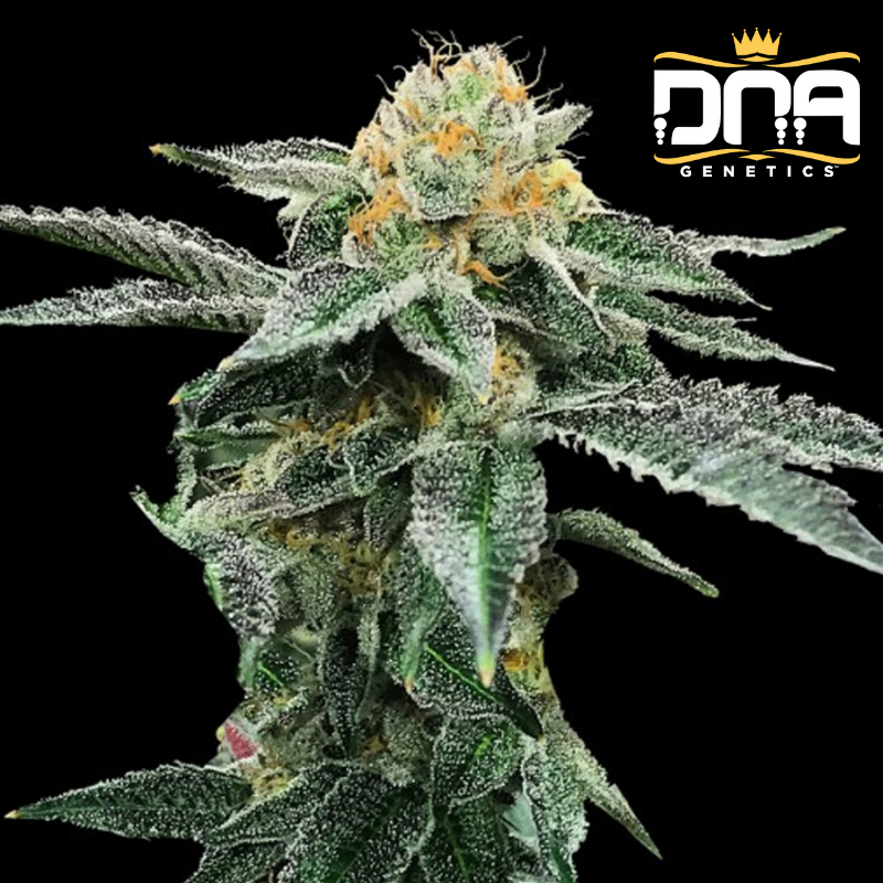 Kosher Cookies - DNA Genetics