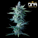 Miss DNA - DNA Genetics