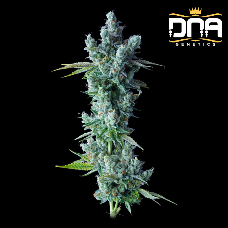 Kosher Dawg - DNA Genetics