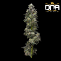 Bakers Delight - DNA Genetics