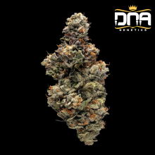 Bakers Delight - DNA Genetics