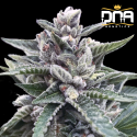 Kosher Sorbet fem - DNA Genetics