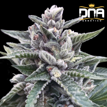 Kosher Sorbet - DNA Genetics