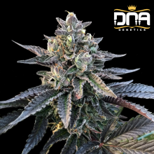 Gelato Sorbet fem - DNA Genetics