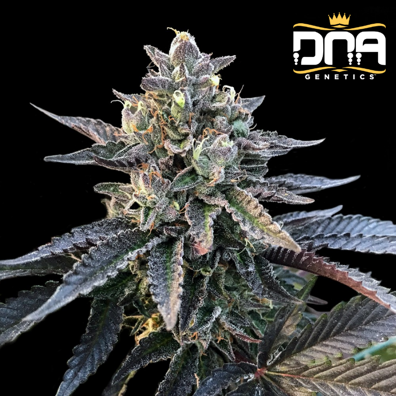 Gelato Sorbet - DNA Genetics