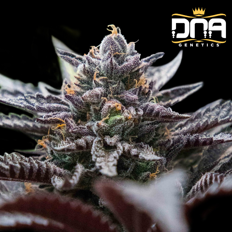 Double Stuffed Sorbet - DNA Genetics