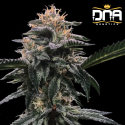 Banana Sorbet fem - DNA Genetics